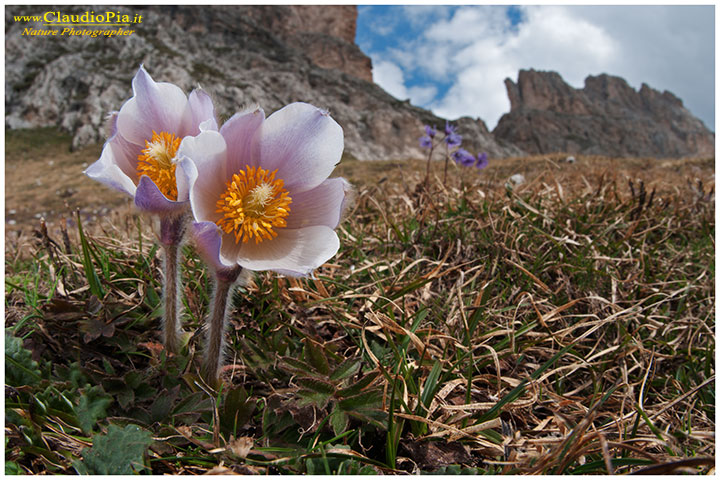 pulsatilla vernalis o anemone primaverile in val di fassa, fiori di montagna, alpini, dolomiti